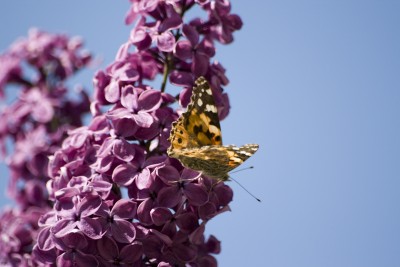 Schmetterling auf Flieder.jpg