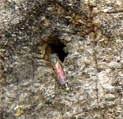 Keulenwespe-Sapyga clavicornis-03.JPG