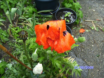 Mohn nach Hagel.JPG