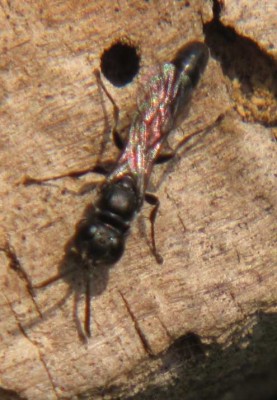 Grabwespe-Trypoxylon-spec-2.JPG
