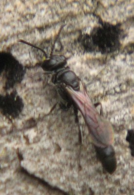 Grabwespe-Trypoxylon-spec.JPG