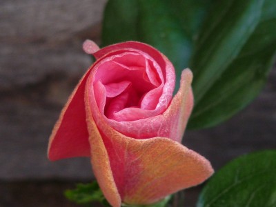 P1020869(1).JPG