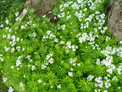 Waldmeister.JPG