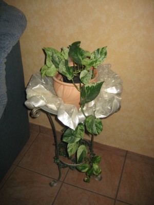 IMG_5618.JPG