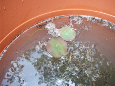 Wettbewerb-Lotos.jpg