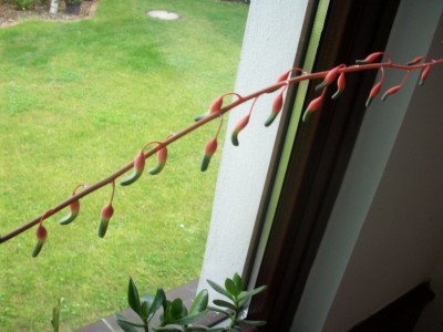 Gasteria Blüte.jpg