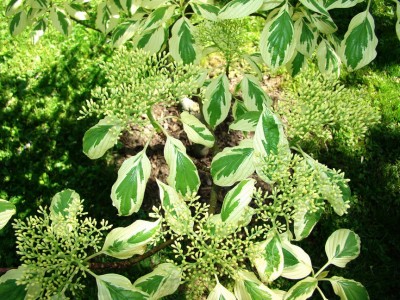 cornus controversa variegata.jpg