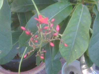 jatropha_integerrima.jpg