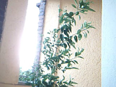 Orangenbaum 2.jpg