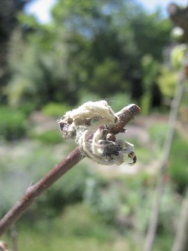 IMG_0606.jpg