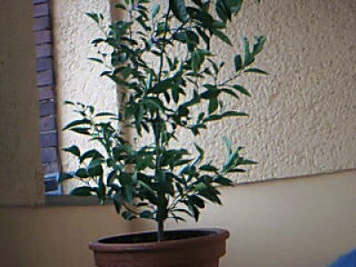 Orangenbaum.jpg