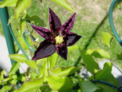 Niobe - fast offen.JPG