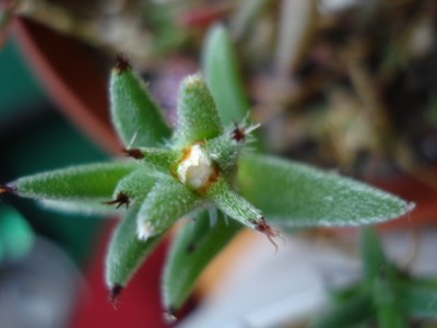 Trichodiadema spec. Southkloof.jpg