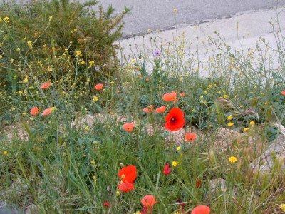 momente der bluete 026.jpg