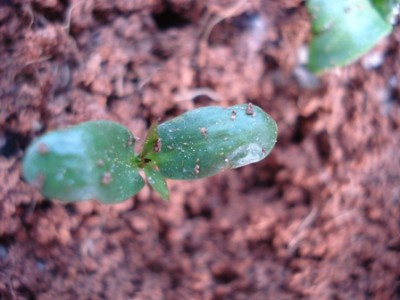 Plumeria Stenopetala.jpg