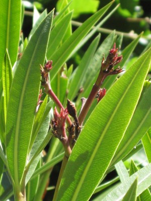 Bild 200_600x800.jpg