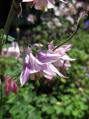 Bild 184_600x800.jpg