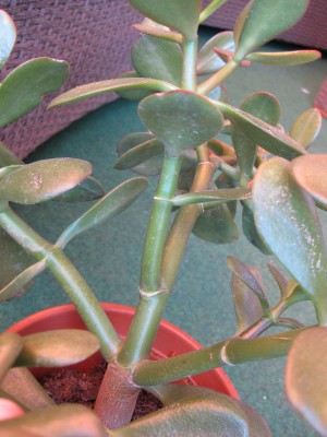 Bild 196_600x800.jpg