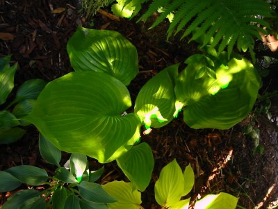 sum and substance.jpg