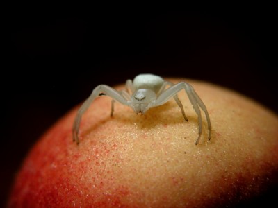 Krabbenspinne.JPG