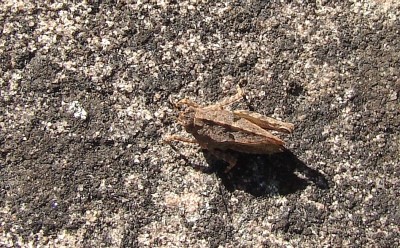 23.05.09 kleiner springinsfeld.jpg