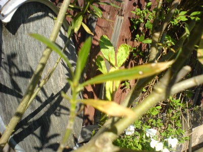 DSC00631.JPG