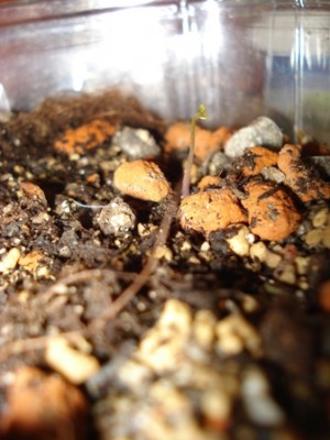 Dioscorea Hemicrypta Keimling.jpg