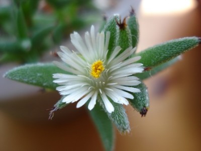 Blüte von Trichodiadema spec. Southkloof.jpg