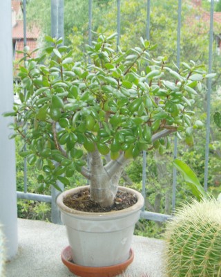 03 - Nr.2 - 11.05.2009.JPG