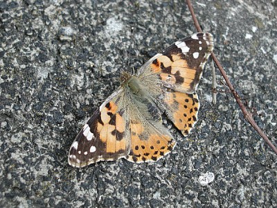 schmetterling3.jpg