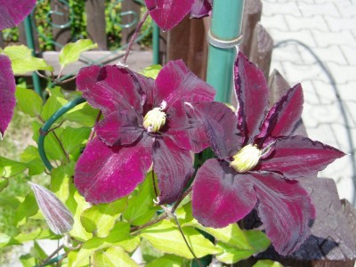 Clematis Niobe 2.JPG