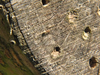 kleine rote Ameise.JPG