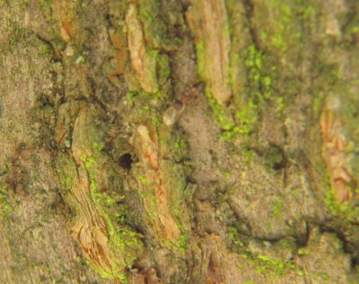 kleine rote Ameise-vor-Loch.JPG