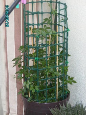 PICT0159.JPG