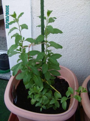 PICT0158.JPG
