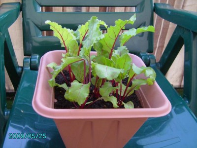 PICT0161.JPG