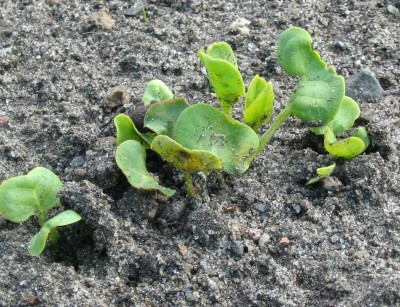 Mirabilisknollen mit Keimblättern.jpg