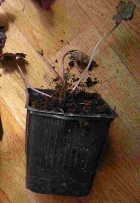 Heuchera Midnight Rose-1.jpg