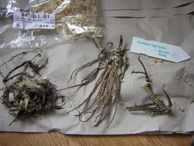 Exotische Tiger-Lilien.jpg