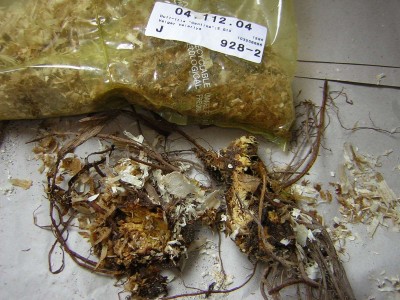 Duft-Iris Cantina.jpg