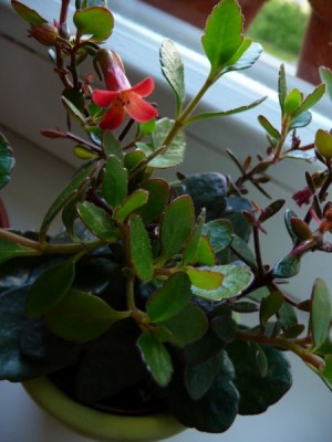 P1000380_450_600b.jpg
