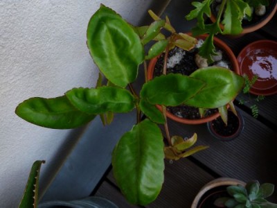 P1000371_600_450.jpg
