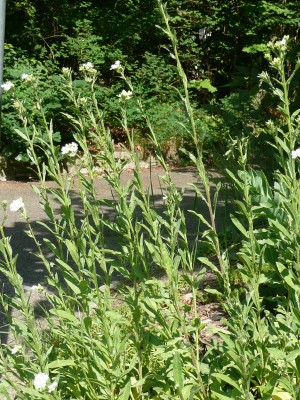 2009-05-26 027.jpg