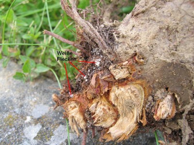 Thuja 005a.jpg