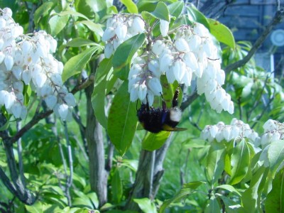 Hummel im Schattenglöckchen.jpg