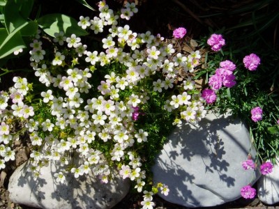 Moossteinbrech + Steinnelken.JPG