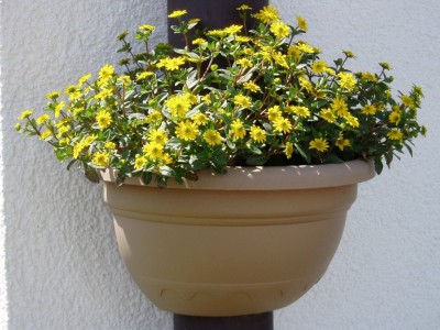 Fallrohr Bepflanzung.JPG