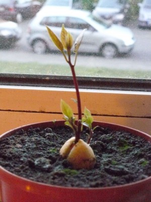 avocado.JPG