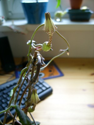 Leuterblumen 003.jpg