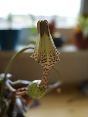 Leuterblumen 001.jpg